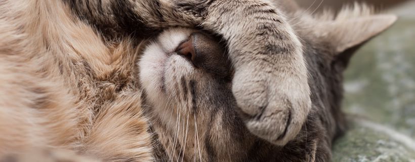 La diarrea nei gatti: Cause, sintomi e trattamenti