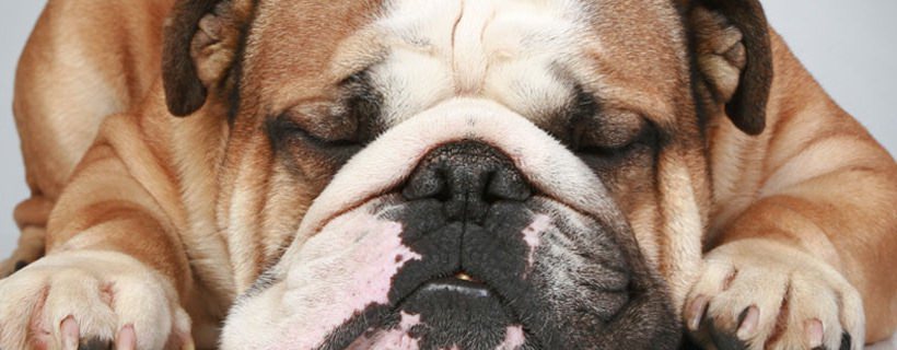 Perché i cani dormono così tanto? No, non perché sono pigri
