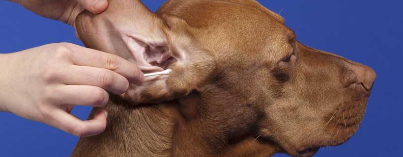 Tutto sugli acari dell'orecchio nei cani: cause, trattamenti e prevenzione