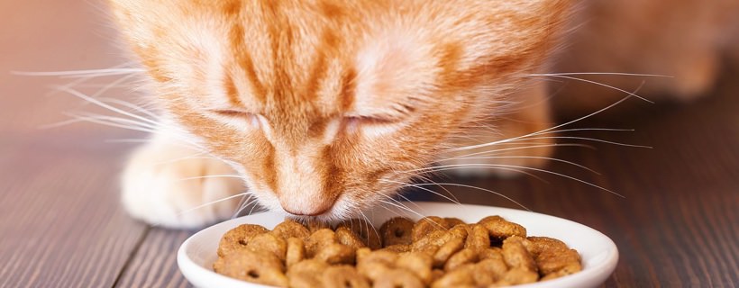 Una dieta leggera per gatti con vomito e diarrea