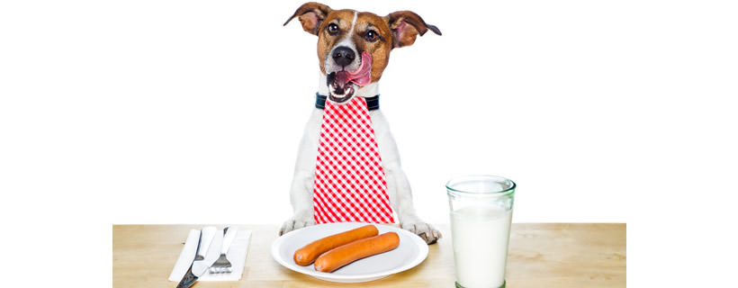 10 alimenti degli esseri umani che fanno bene ai cani