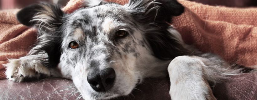 Sintomi di avvelenamento del cane: Misure immediate da prendere