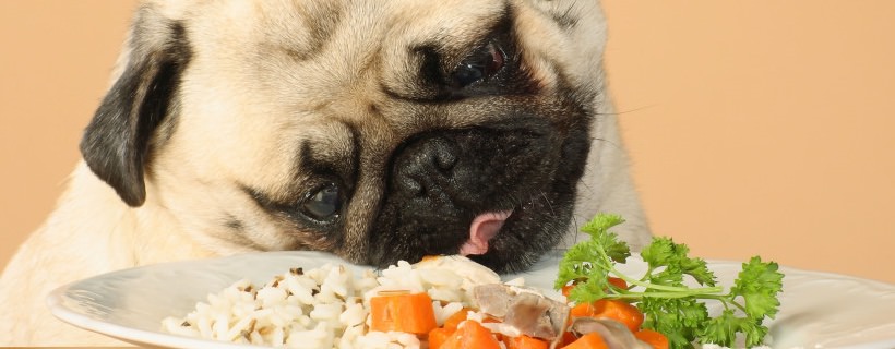 L'alimentazione corretta del cane in caso di diarrea