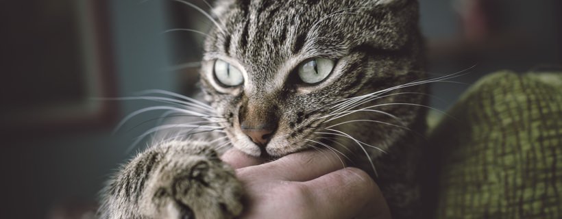 Il comportamento aggressivo de Gatto: Cause e Soluzioni