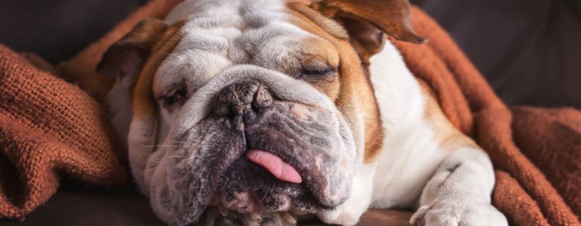 Febbre da fieno nei cani: Cause, sintomi e cure