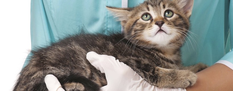 Sangue nelle feci dei gatti (Ematochezia): Cause e Trattamenti