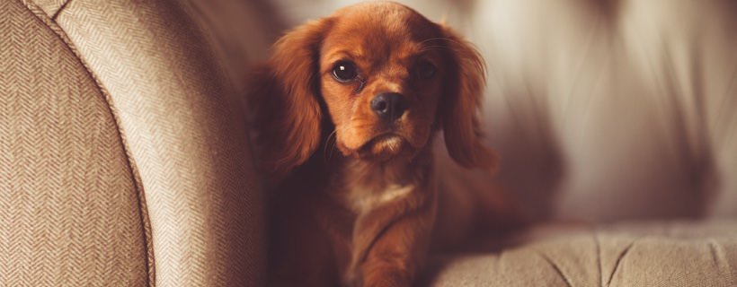 Vermi nel cane: 10 ottimi rimedi casalinghi contro i vermi intestinali