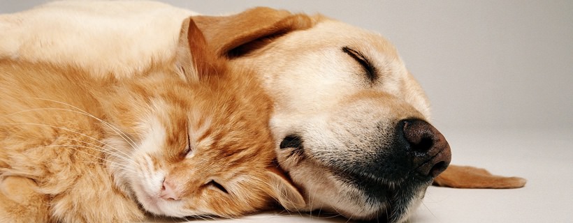 Nel mondo dei sogni: Perch&eacute; i cani abbaiano nel sonno?