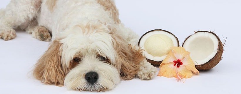 12 benefici dell’olio di cocco per i cani