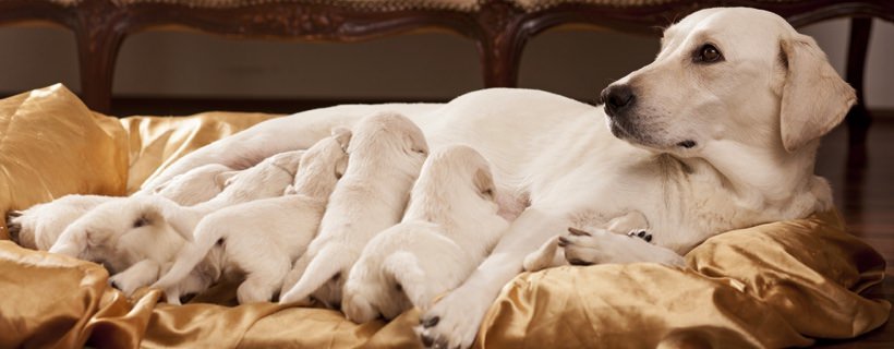 15 consigli per superare al meglio la gravidanza della tua cagnolina