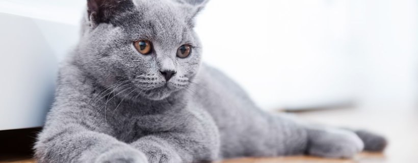 Il picacismo nei Gatti: Cause, Pericoli e Soluzioni