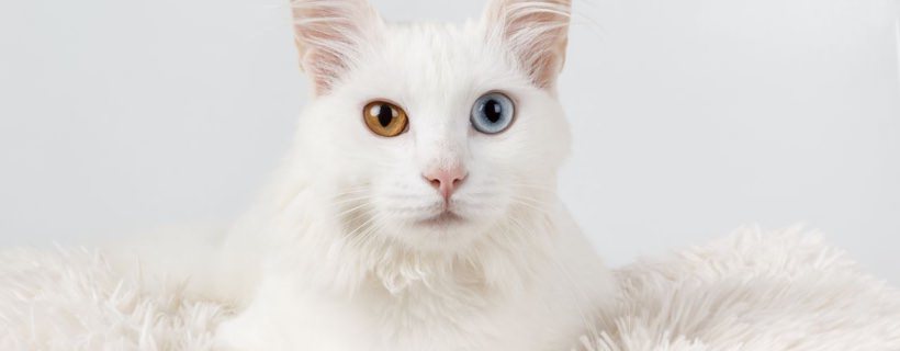 Perché alcuni gatti bianchi sono sordi?