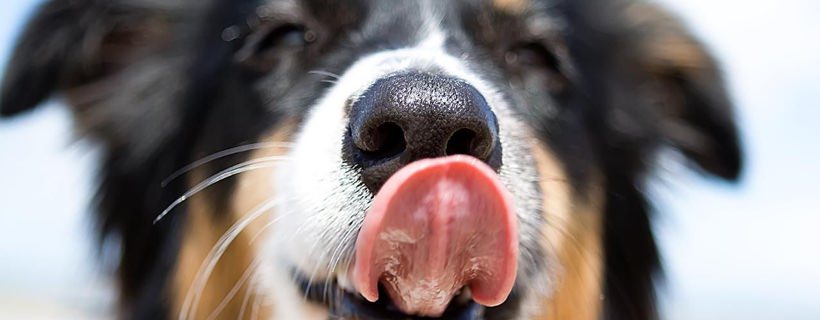 Se il cane ha il naso secco è malato? Segnali che possono indicare una patologia