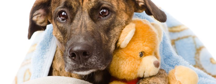 Il cancro allo stomaco nei cani: Sintomi, cause e trattamenti