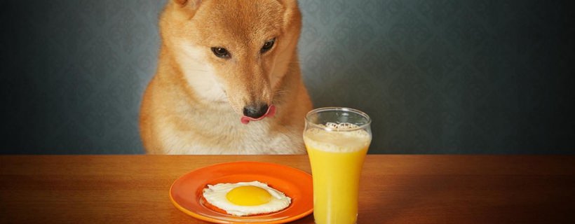 I cani possono mangiare le uova? Una prelibatezza incredibilmente salutare e nutritiva