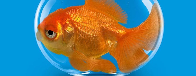 7 errori da non fare con il vostro pesce rosso