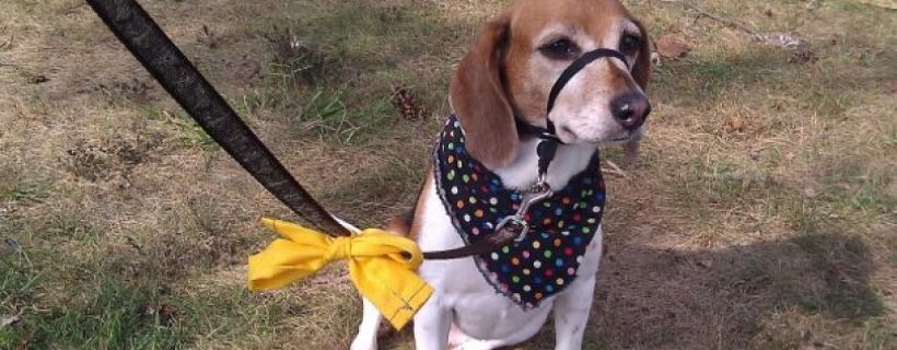 Che cosa significa un fiocco giallo legato al collare di un cane?