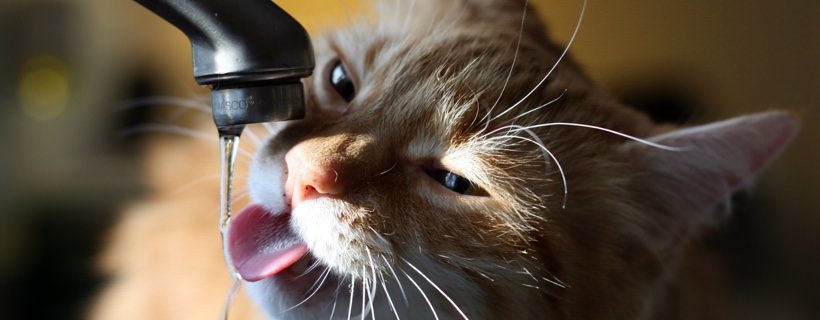 Quanta acqua devono bere i gatti? Domande e risposte sull’idratazione felina