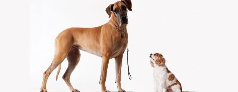 L’aggressività dei cani di piccola taglia verso i cani più grandi