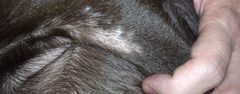 Cinque cause comuni dell’alopecia canina