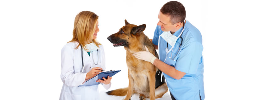 Guida completa alle malattie del cane: sintomi, cause e rimedi per 58 diverse patologie