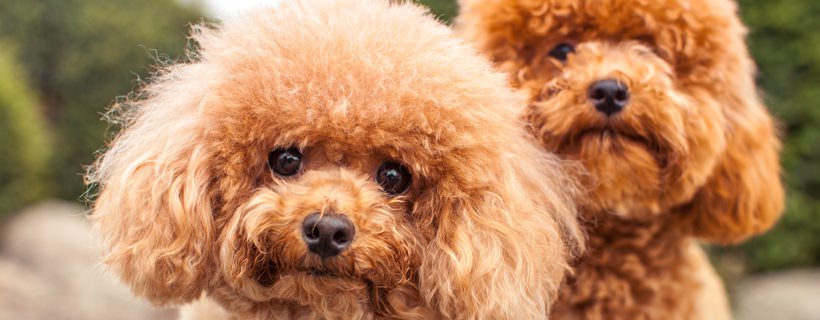 Cani che non fanno la muta: 22 razze ipoallergeniche