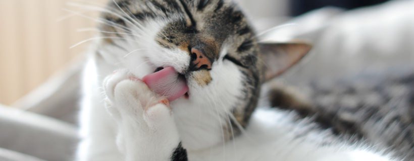 Vomito nei Gatti: cause, trattamenti e quando preoccuparsi