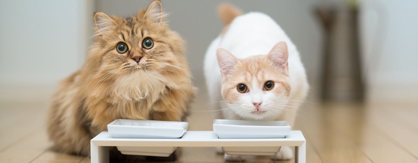 I gatti possono mangiare pane e formaggio?