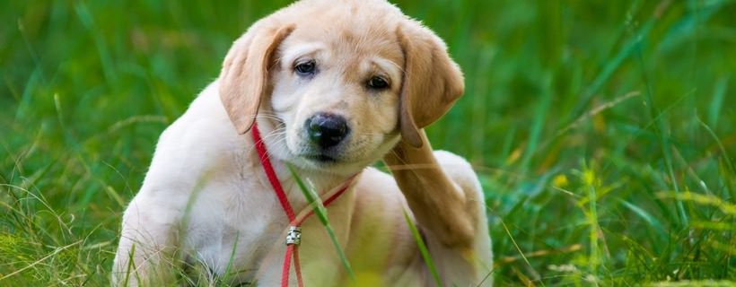 I principali passi per prevenire le pulci nei cani