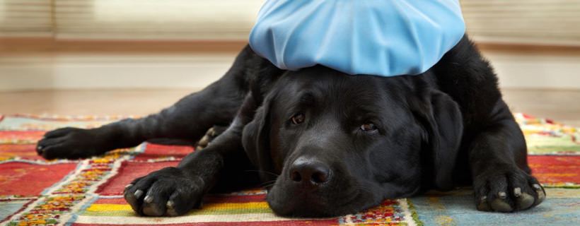 I sette segnali di filariosi nel cane: Diagnosi e cura
