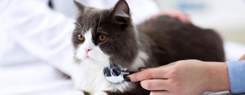 Le quattro principali patologie che colpiscono un gatto