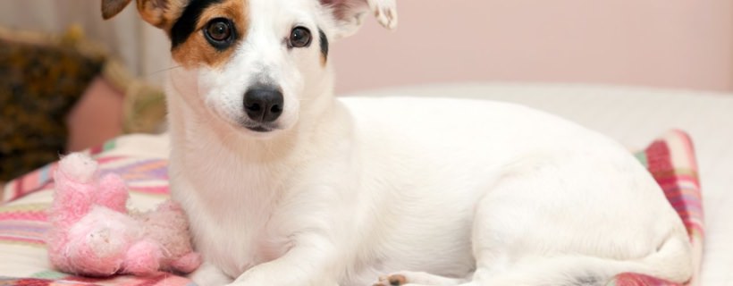 La sterilità nel cane maschio e femmina: Diagnosi e cure
