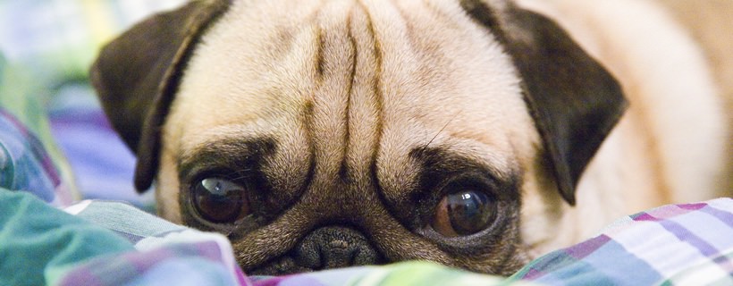 Tipi di vomito nel cane: giallo, bianco o con sangue | Cause e rimedi