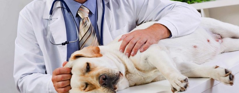 8 prodotti per cani cancerogeni (e come evitarli)