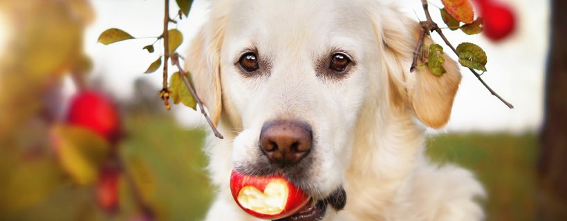 11 dei migliori supercibi per cani che potrebbero migliorarne la salute