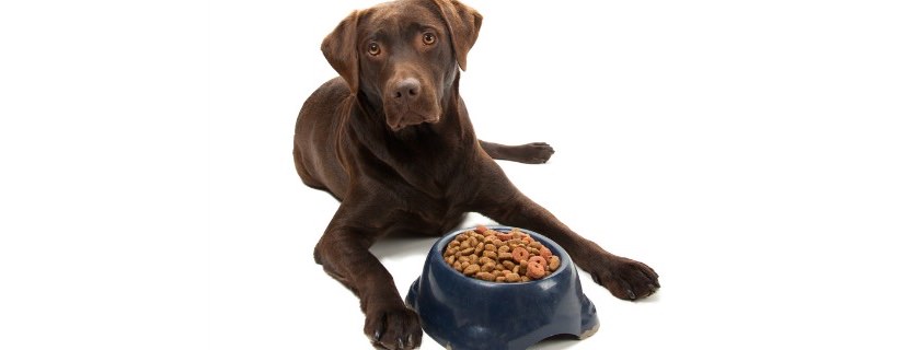 Dovreste prendere in considerazione il cibo per cani senza cereali?