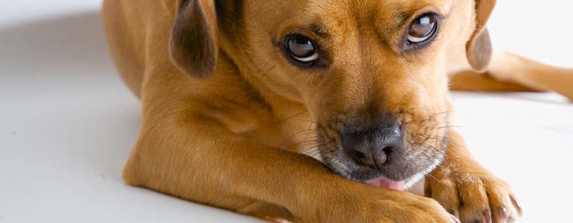 La follicolite canina: diagnosi e trattamento