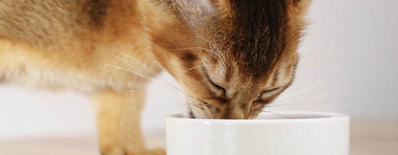 Come stabilire di quanto cibo ha bisogno il vostro gatto