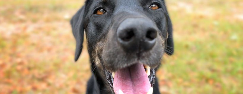 Il reflusso acido nei cani: sintomi, diagnosi e cura