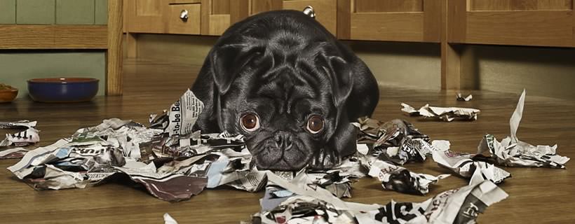 Perché il mio cane mangia la carta? Cause e soluzioni