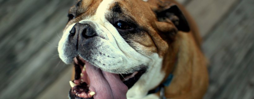 Perché i Bulldog sbavano? Cause e soluzioni