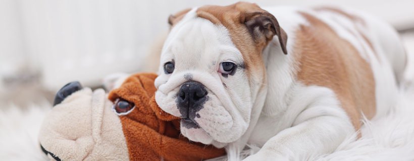 Le 20 cose di cui hai bisogno per un cucciolo di Bulldog