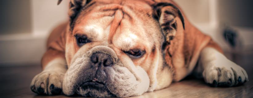 La longevità del Bulldog Inglese | Durata della vita e consigli