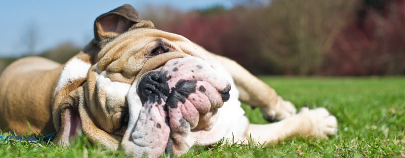 Colpo di calore (ipertermia) nel Bulldog Inglese: sintomi e trattamento