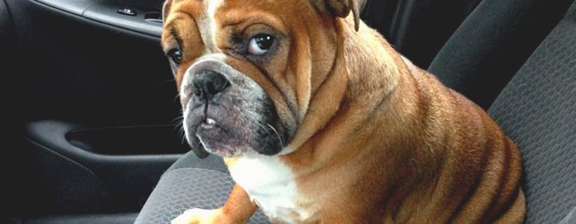 Gelosia del cane: Il tuo Bulldog Inglese è geloso?