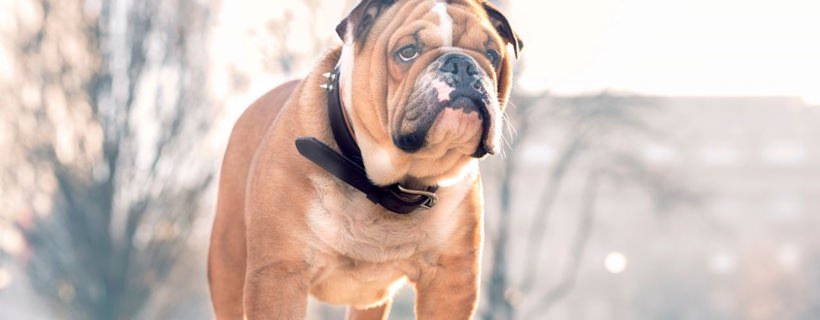 Prendersi cura di un Bulldog Inglese: le cose che devi tenere in considerazione