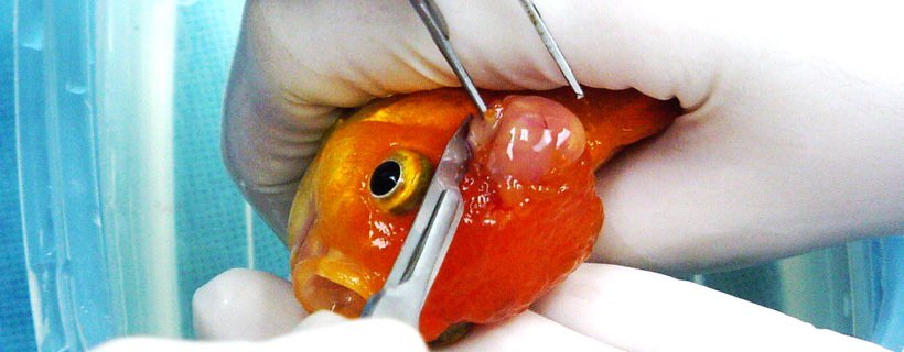Aiuto! il mio pesce rosso è malato! 17 malattie dei pesci e le loro cure Pesci e acquario a letto