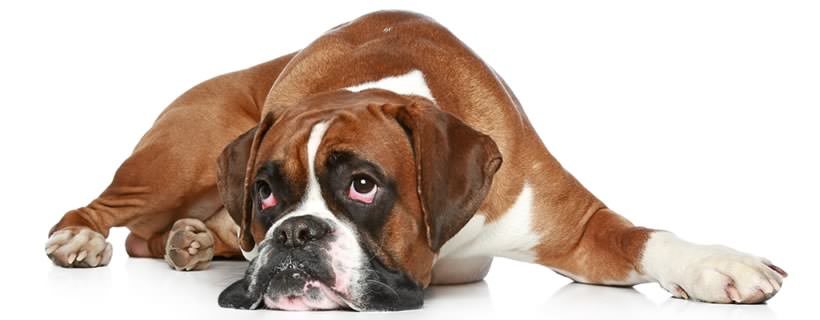 Il Vomito nei Cani: Cause, Gravit&agrave; della Condizione e Rimedi Casalinghi Naturali