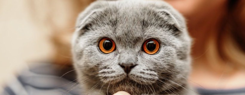 Gatti dal muso schiacciato: 10 razze e curiosit&agrave; inerenti questi particolari gatti