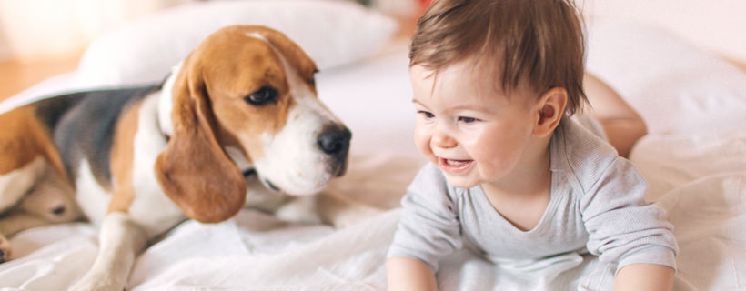 Potrete mai accogliere un cane in casa se vostro figlio è allergico?